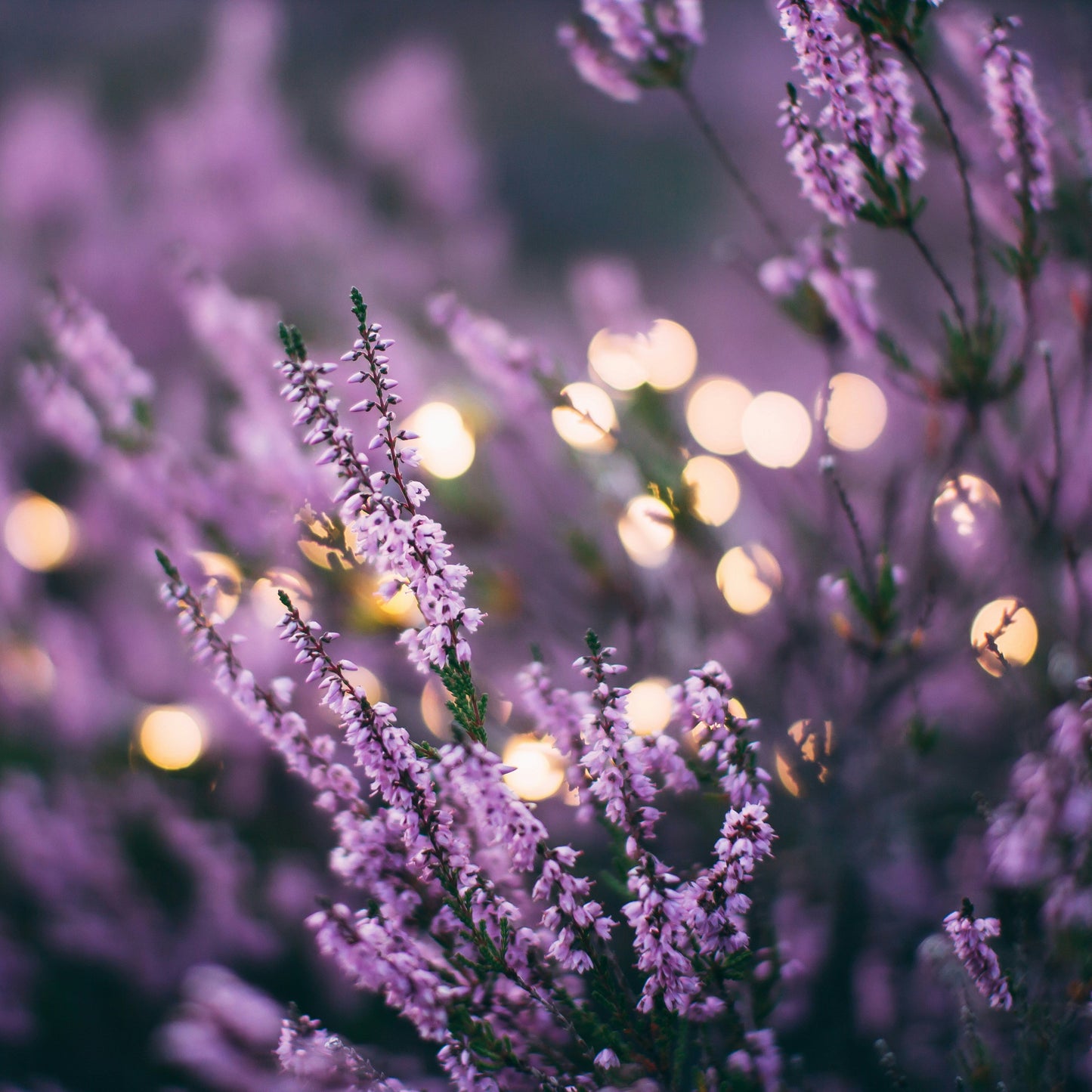 Purple flowers with blurred lights in the background