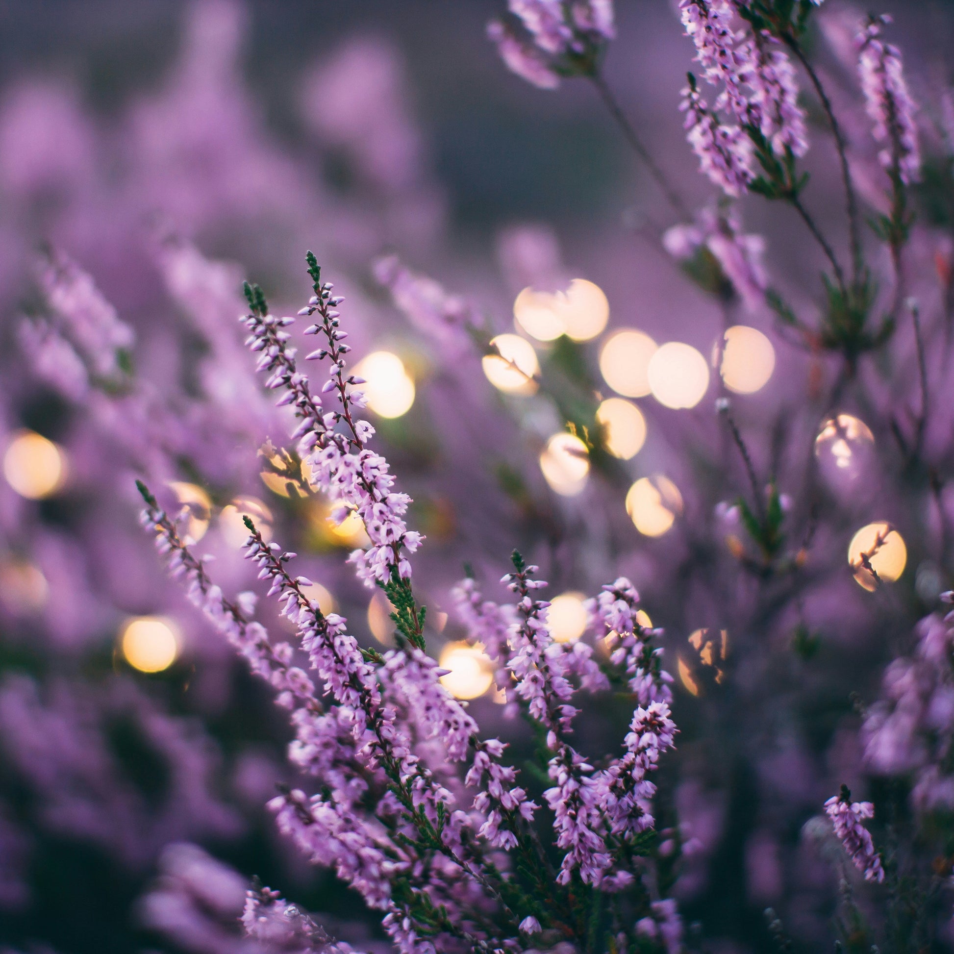 Purple flowers with blurred lights in the background